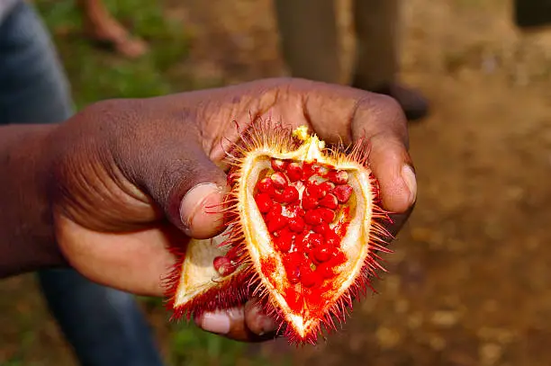 Achiote plant pod taken in spice plantations in Zanzibar