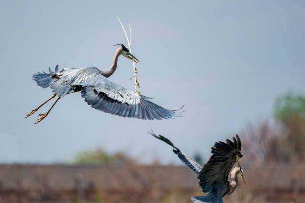 istock Great Blue Heron Carrying Twig In Flight 1350529143