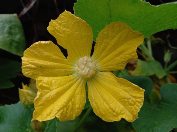 Benincasa hispida flowers are yellow before becoming a suitable fruit for soup -themed cooking ingredients.