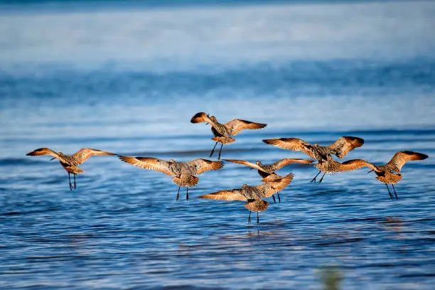 Photo of Flock of Marbled Godwits Taking Off
