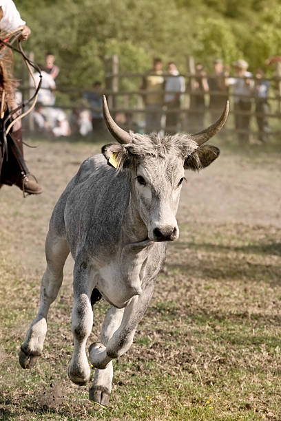 istock Cow from Italian Maremma 135053167
