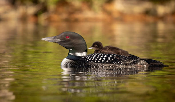 istock Common Loon in Maine 1350532866