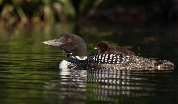 istock Common Loon in Maine 1350532899