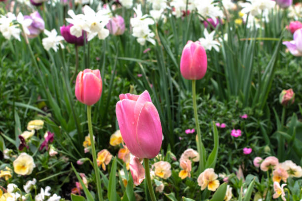 istock Pink tulip in garden ,Spring season. 1350532966