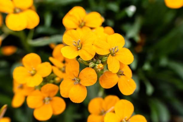 Close up Erysimum coral wallflower, orange color Close up Erysimum coral wallflower, orange color cheiranthus cheiri stock pictures, royalty-free photos & images