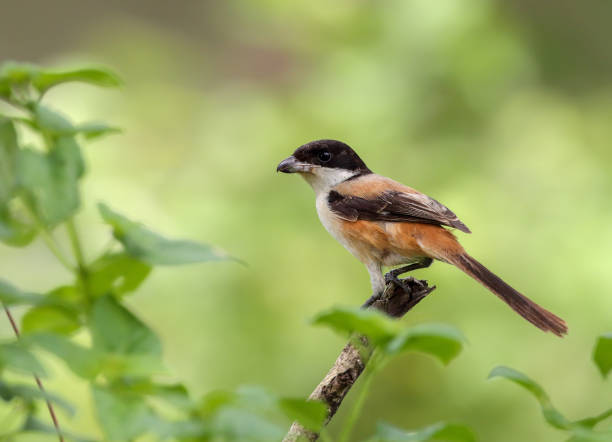 istock long-tailed shrike or rufous-backed shrike. 1350533178