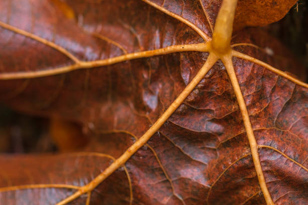 Colorful fallen leaves in the forest.