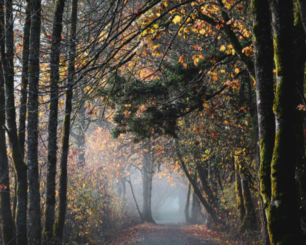 istock Autumn Colors Along The Lochside Regional Trail 1350535105
