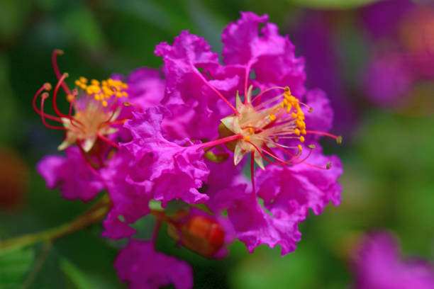 Beautiful purple flower of Lagerstroemia speciosa (giant crape-myrtle, Queen's crape-myrtle, banaba plant for Philippines, or Pride of India), species of Lagerstroemia native to tropical southern Asia