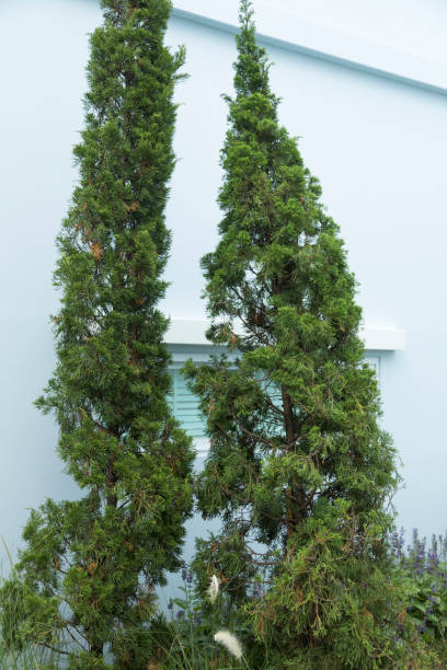 istock Chinese juniper tree in home garden. 1350535758