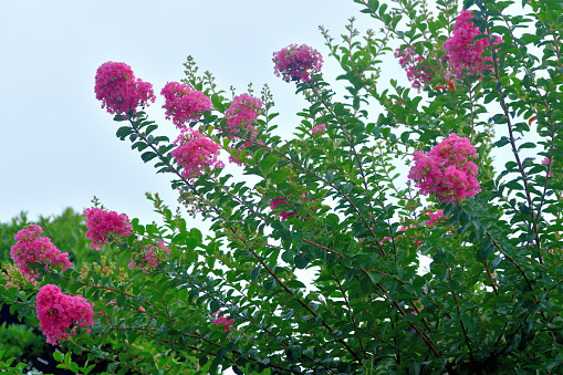 Crape myrtle is a deciduous tree or shrub, with especially handsome bark; the smooth gray outer bark flaking away to reveal glossy cinnamon brown bark beneath. Small white, red, pink or purple flowers are borne in clusters in early summer, often blooming again in late summer.