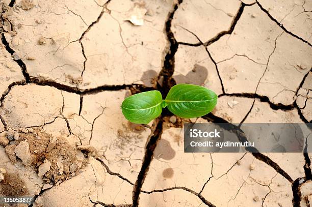 Giovane Pianta - Fotografie stock e altre immagini di Siccità - Siccità, Terreno, Incrinato