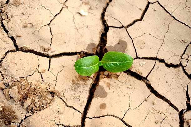 Young plant stock photo