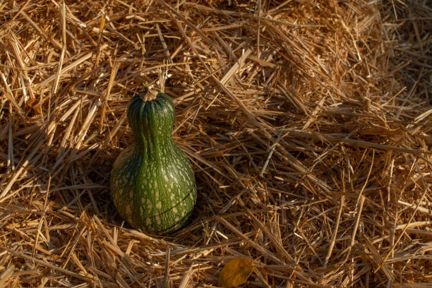 Cette courge est sur un fond de paille - Photo