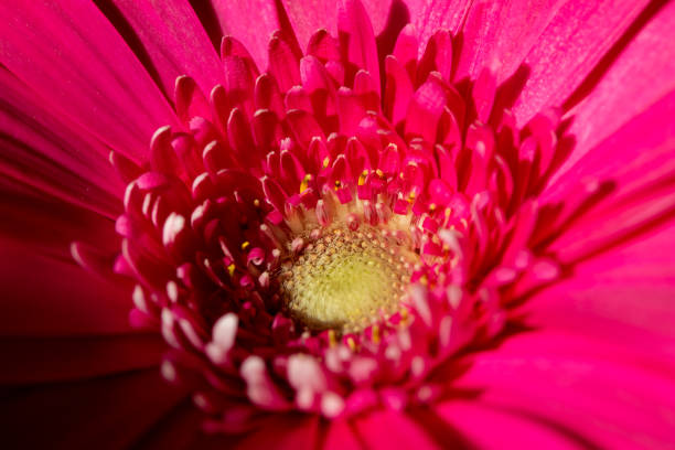 istock Macro view of a pink gerbera daisy flower blossom 1350541683