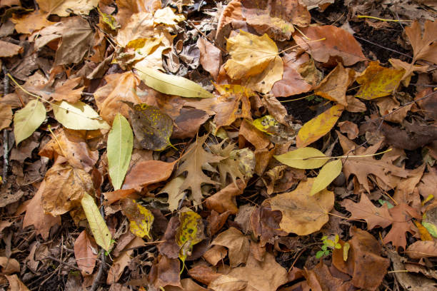 istock Autumn leaves abstract texture background 1350542244
