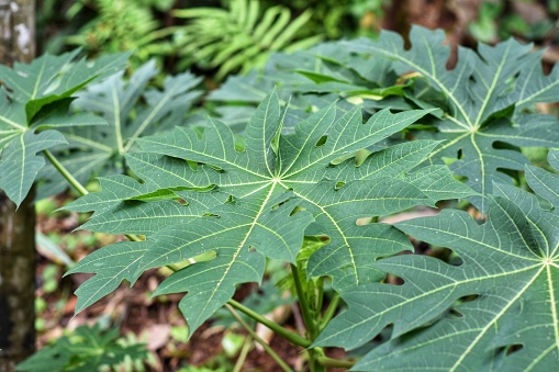 Papaya leaves in nature in indonesia