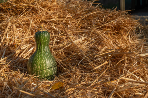 Cette courge est sur fond de paille - Photo