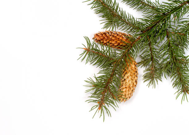 istock Spruce branch with cones on a white background. 1350545648