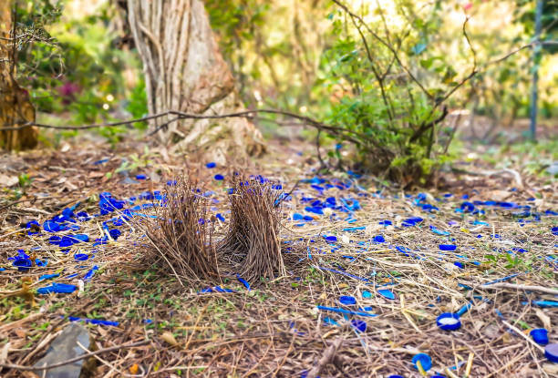 オーストラリアのバウアーバードの巣。 - birdhouse bird animal nest birds nest ストックフォトと画像