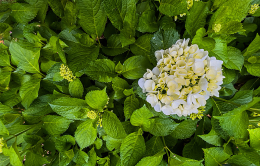 The bright blossoming flower head of a white and yellow hydrangea contrasts beautifully with the rough green patterned leaves of the plant.