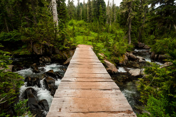 Wooden bridge over a forest rock river. Mt. Rainier National Park, Paradise river, WA