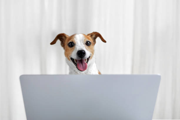 istock Happy dog with laptop in white home 1350546881