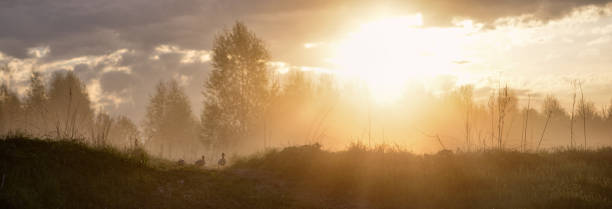 Morning in the forest. Wild ducks walk on the green grass. The first rays of the sun illuminate the trees and the meadow with soft warm light. Panorama