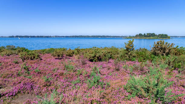 istock Ile-aux-Moines in the Morbihan gulf 1350550130