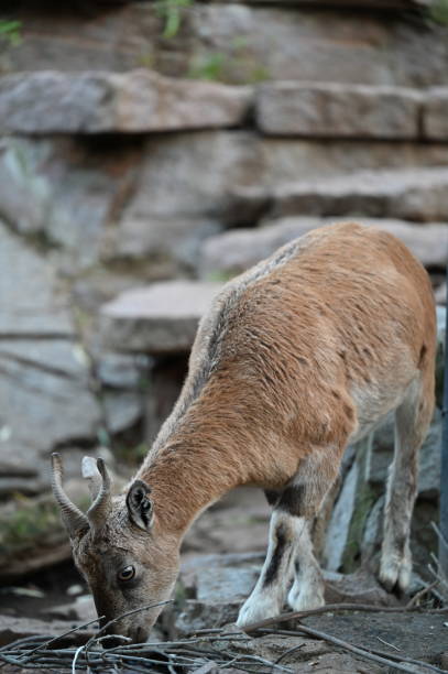 istock Cub of markhor is searching some grass 1350550782