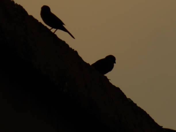 istock Silhouette of two sparrow 1350551543