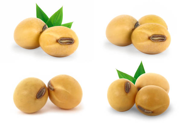 istock Soybean with green leaves isolated on white background. 1350552179