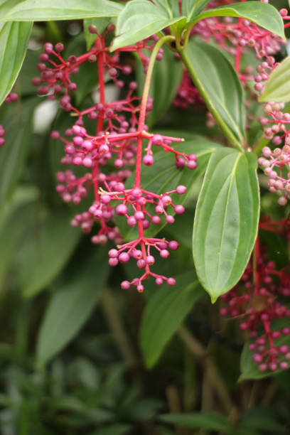 istock Medinilla Magnifica Plant 1350552567