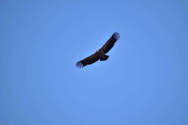 istock great griffon vulture (Gyps fulvus) on a blue sky 1350554124
