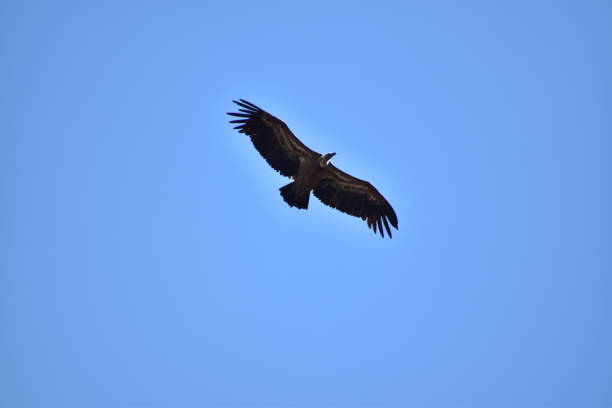 istock great griffon vulture (Gyps fulvus) on a blue sky 1350554126