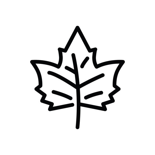 Maple Leaf Outline Images – Browse 699,280 Stock Photos, Vectors, and Video