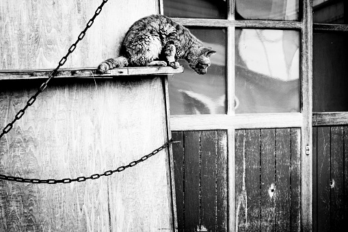 Tabby cat trying to get off from a high place Monochrome