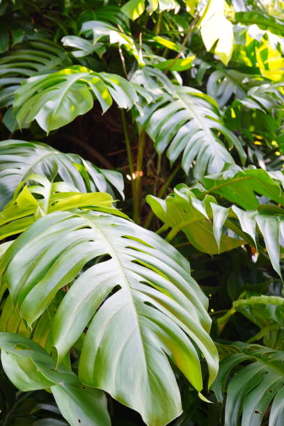 istock Epipremnum pinnatum  leaves of native Monstera 1350559062