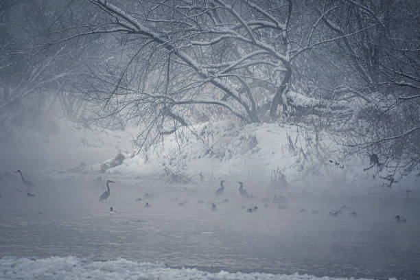 안개 에 물새 - waterbirds 뉴스 사진 이미지