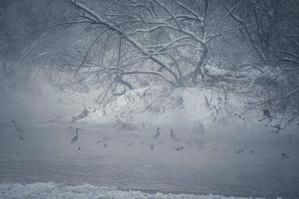 водоплавающие птицы в тумане - waterbirds стоковые фото и изображения