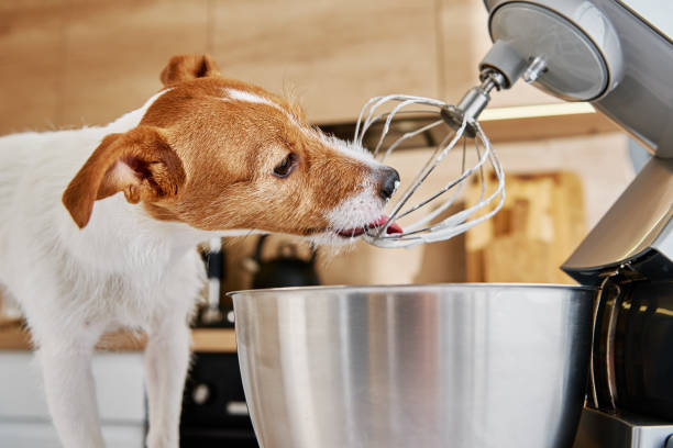 istock Dog lick electric kitchen mixer whisk 1350560348