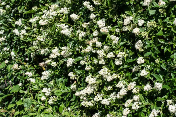 a privet hedge in sunlight with plenty of white blossoms