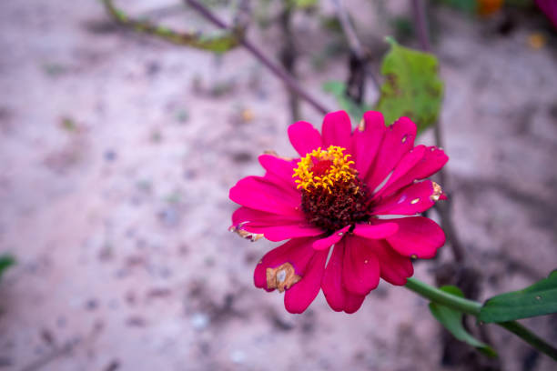 The beautiful close up of the pink zinnia flower in the garden.