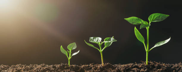 istock Green seedling growing on the ground in the rain 1350563752