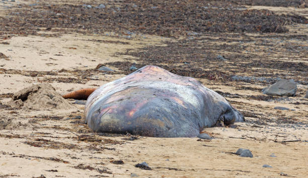 grande cachalote morto se lava em uma praia na islândia, snaefellsnes - whale sperm whale beached dead animal - fotografias e filmes do acervo