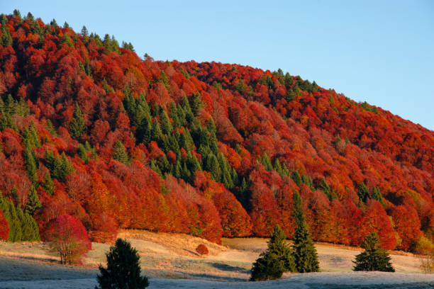 istock the sun rises and lights up the beautiful forest 1350566522
