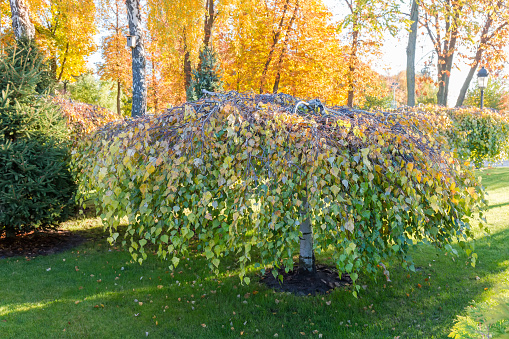 Small birch tree, ornamental garden form of the Betula pendula, known as weeping birch tree 'Youngii' growing on the lawn in autumn park