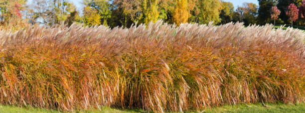 istock Panorama of the decorative reeds thicket with panicles in park 1350568995