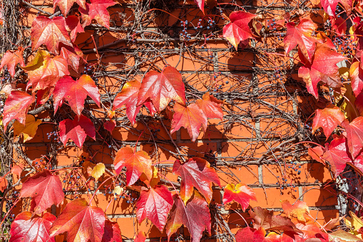 Fragment of red brick wall overgrown with climbing ivy with bright autumn leaves, background