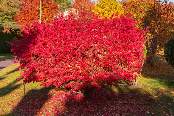 istock Winged euonymus bush with bright red leaves on in park 1350569365